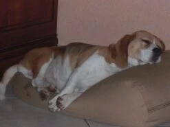 Hondenbed Camel Extra Small