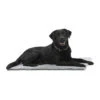 Kruuse Anti-Slip Vetbed - 66 X 51 Cm 1 Kruuse Anti-Slip Vetbed - 66 X 51 Cm -Dierbenodigdheden-Honden kruuse anti slip vetbed 66 x 51 cm 60426 0300 none